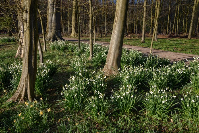 Snowdrops and daffodils in a forest at Elswout, Netherlands