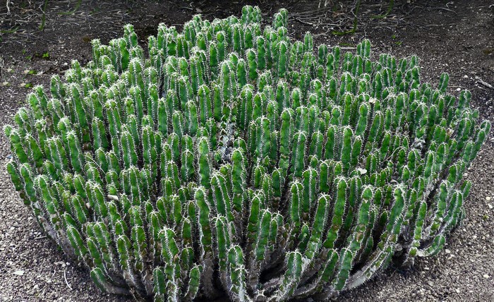 A dense cluster of green cactus-like plants