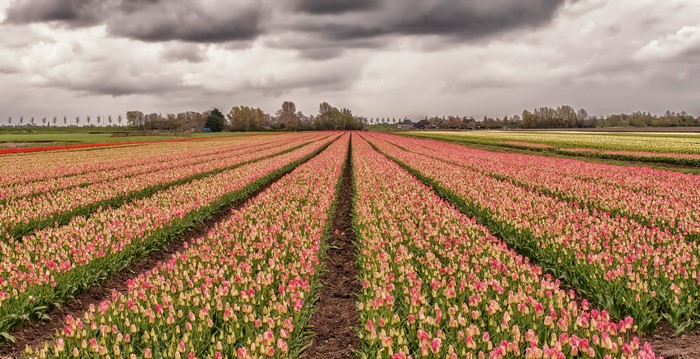 Fields of Pink Tulips Under Cloudy Sky