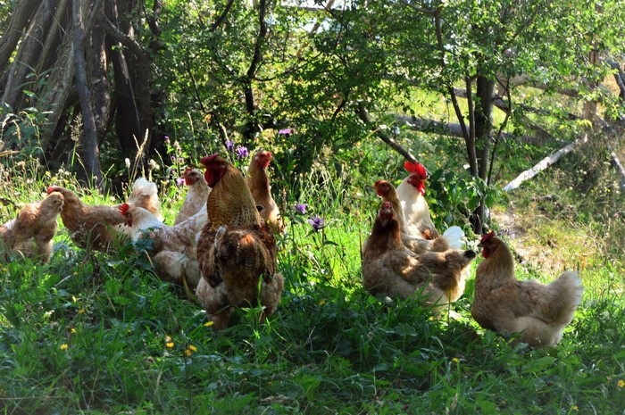 A flock of chickens in a grassy area with trees