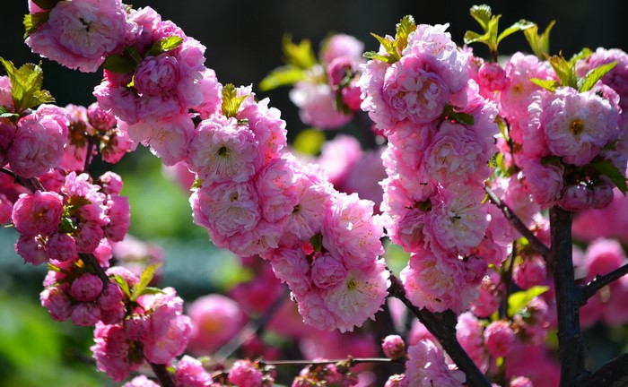 Close-up of pink flowering tree branches
