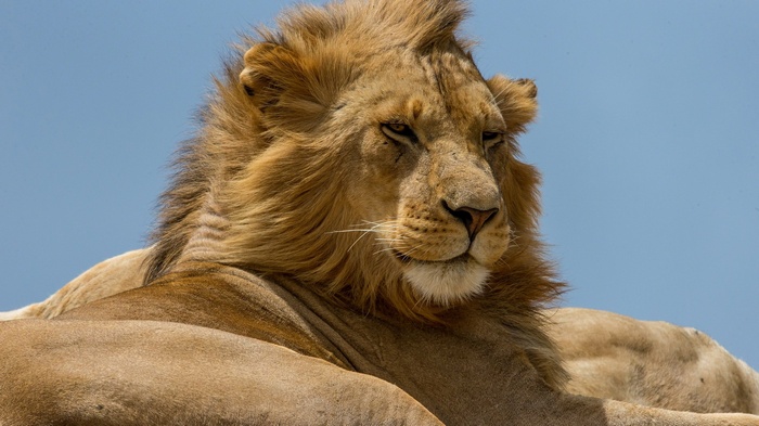 Lion resting against a blue sky