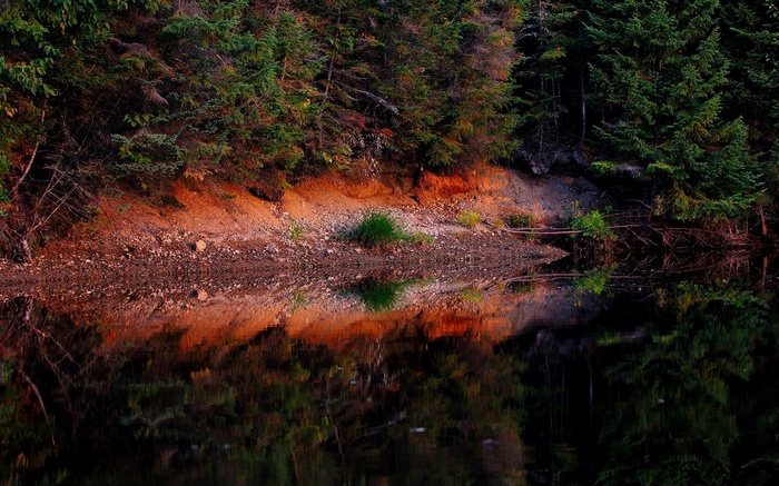 Forest reflecting in dark water
