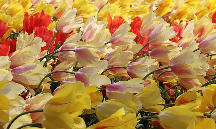Field of yellow and red tulips