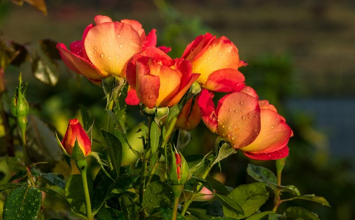 Close-up of orange and red roses with water droplets