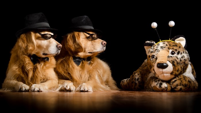 Two Golden Retrievers wearing hats and glasses with a stuffed leopard