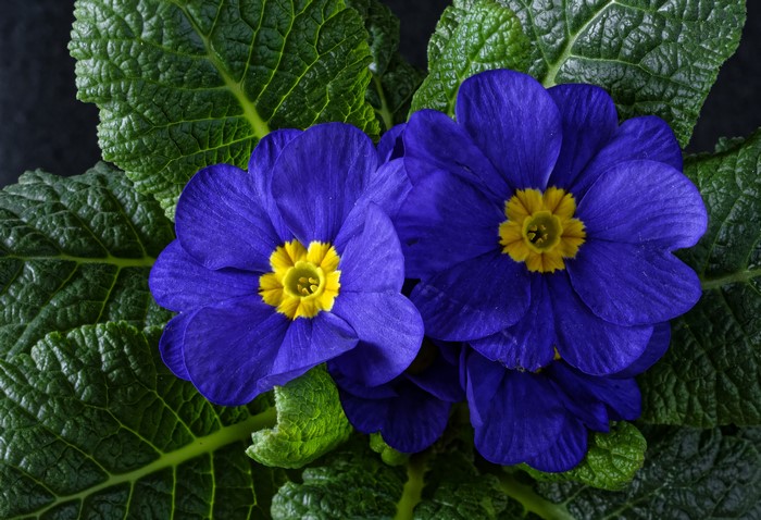 4K Closeup of Vibrant Blue Primula Flowers