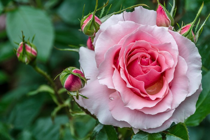 Pink Rose and Buds