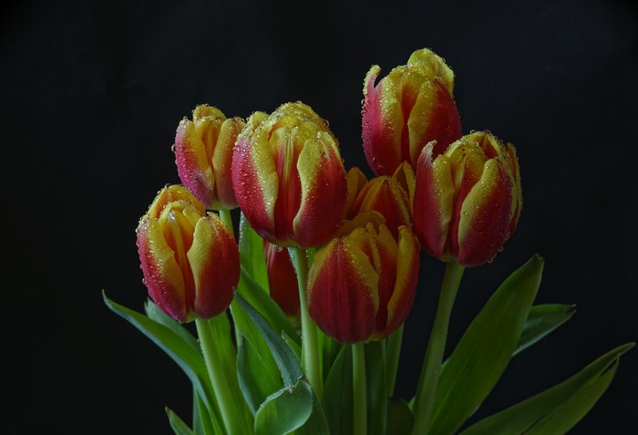 Red and yellow tulips with water drops on black background