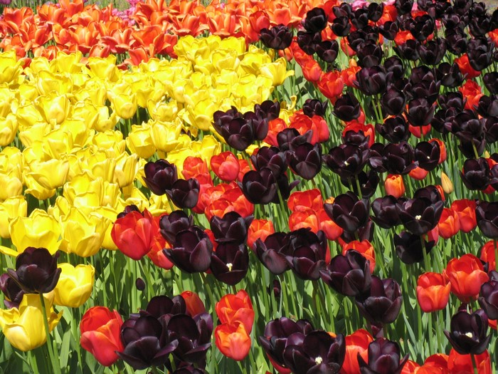 Field of colorful tulips in bloom