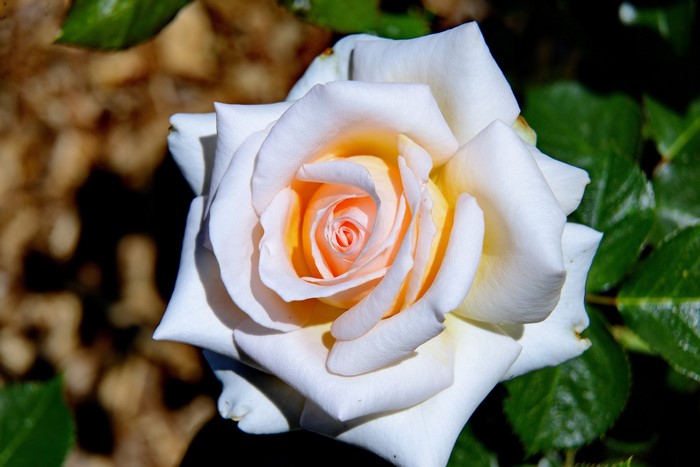 Close-up of a white and peach rose