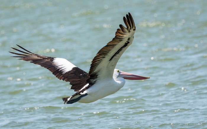 Pelican in flight over water