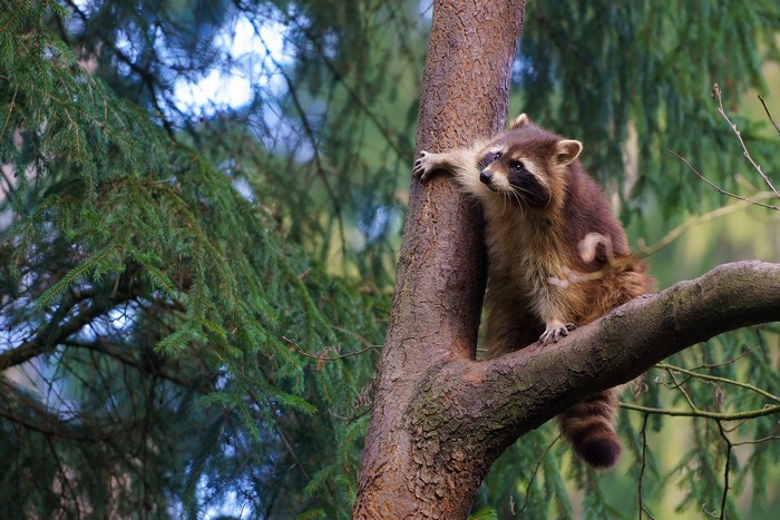Raccoon on a tree branch
