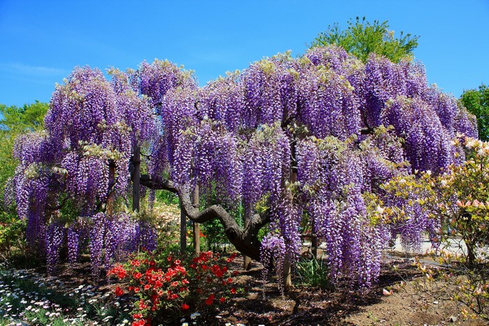 Wisteria tree with purple flowers