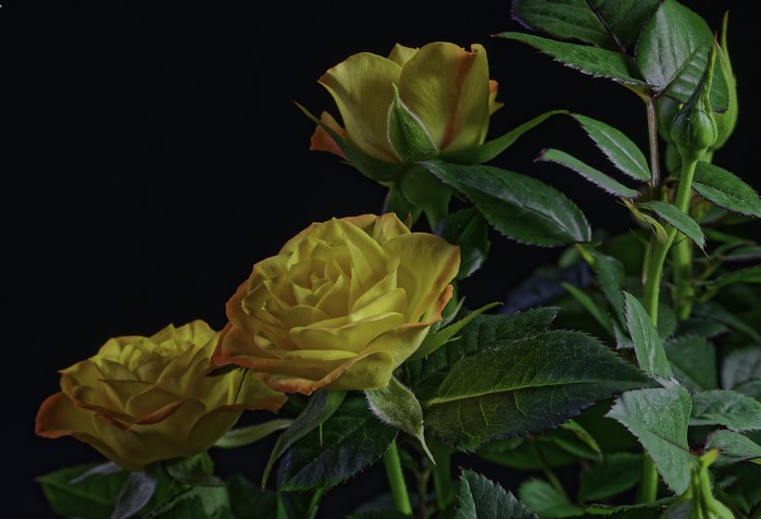 Yellow Roses with Buds on Black Background