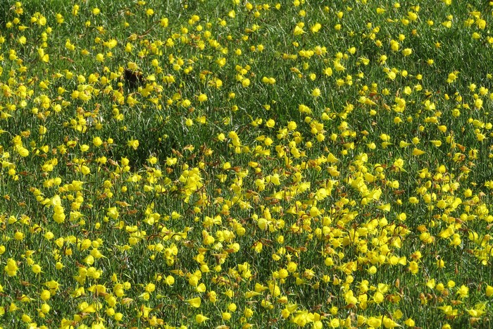 Field of Yellow Daffodils