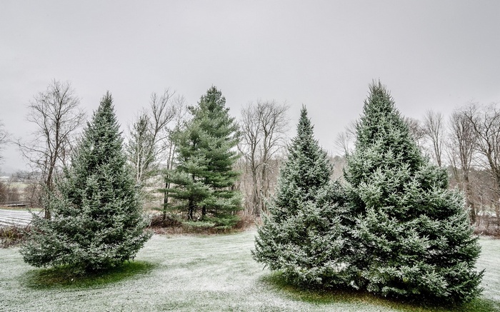 Snow-dusted evergreen trees on a winter day