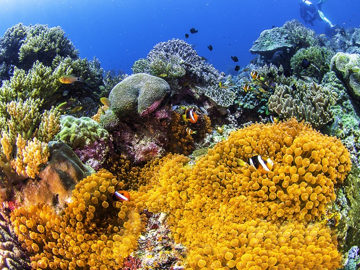 Underwater world with corals, fish, and anemones