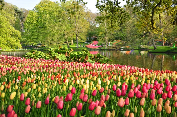 Keukenhof Gardens in the Netherlands with Tulips and Pond