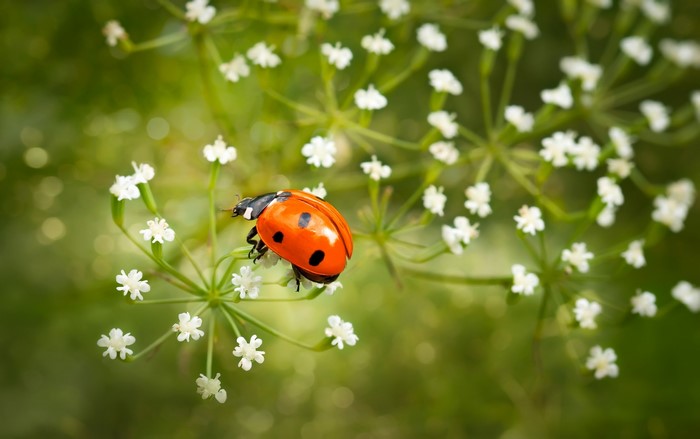 Ladybug on a white flower