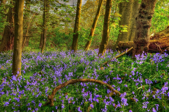 Bluebells blooming in a sunlit forest with trees