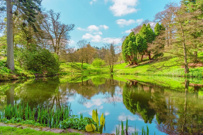 Lake and Trees in Powys County, Wales