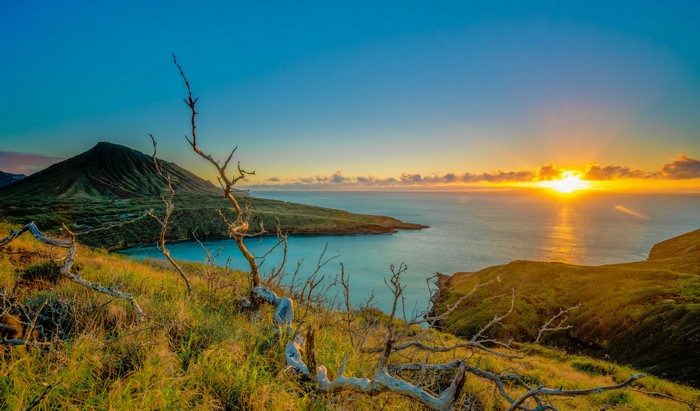 Sunrise over a Hawaiian coast with a mountain and dead branches