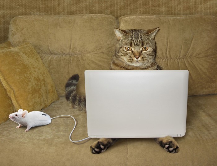 Cat using a laptop with a computer mouse