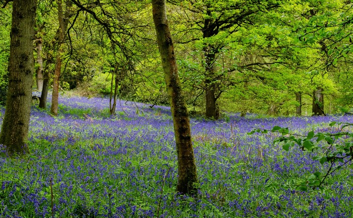 Bluebell woods in Surrey, England during spring