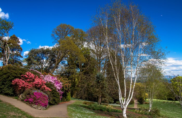 4K Clyne Gardens Swansea United Kingdom Spring Trees