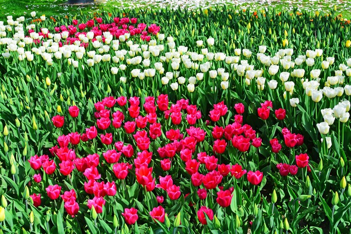 Field of Pink and White Tulips