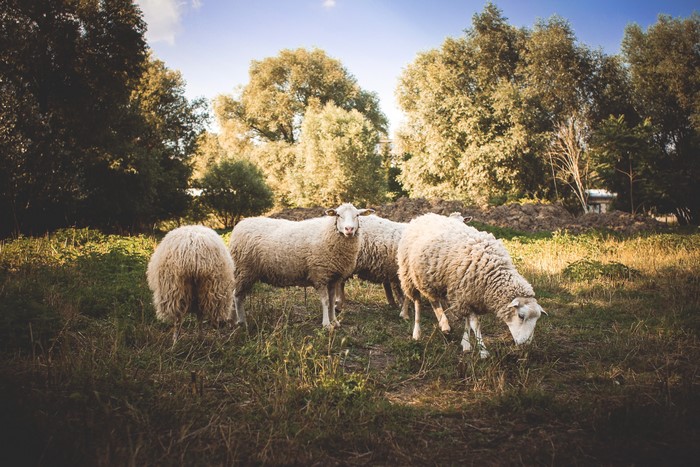 4K Sheep grazing in a grassy field with trees