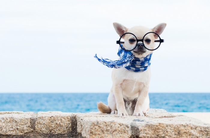 Chihuahua wearing glasses and scarf by the sea