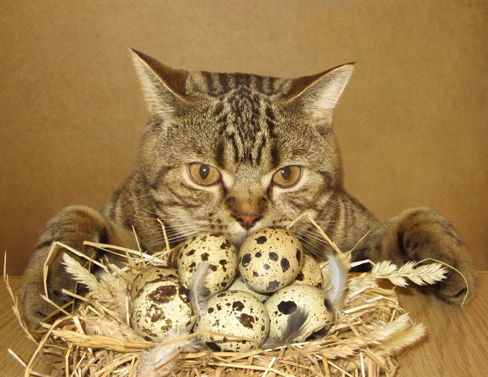 Cat with Quail Eggs in a Nest