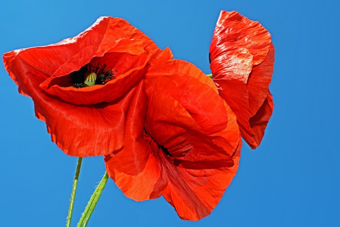 Red Poppies Against Blue Sky