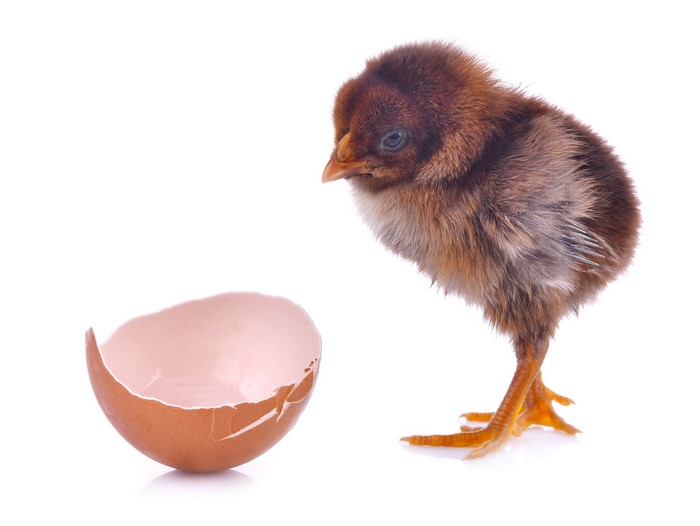 Brown chick and eggshell on white background