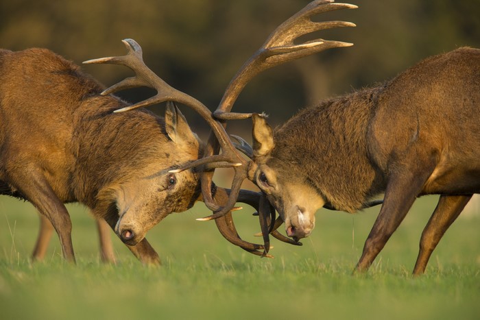 Two Deer Fighting with Antlers
