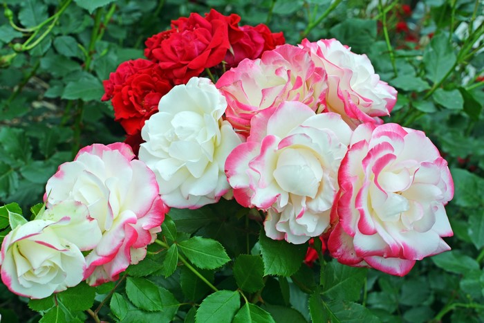 White and red roses in bloom
