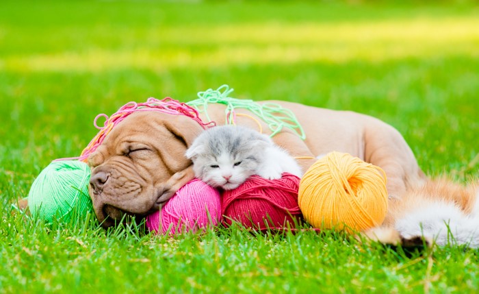Puppy and Kitten Sleeping with Yarn Balls