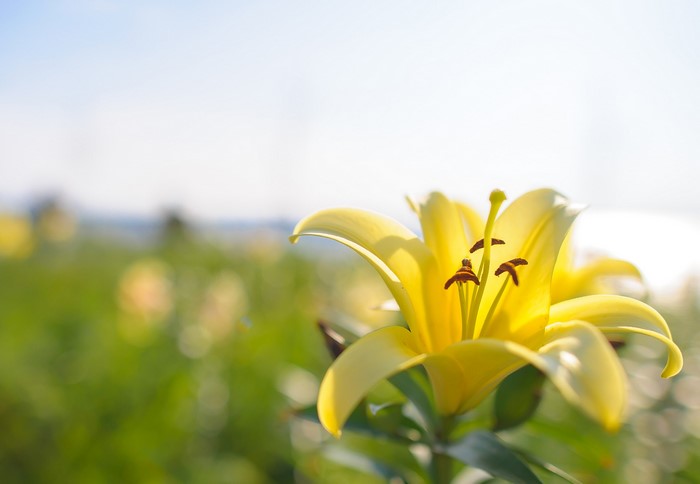Yellow lily flower in a field