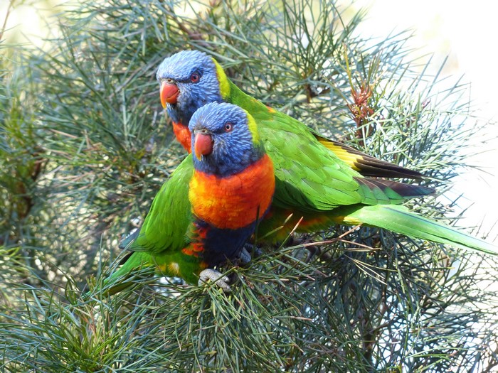 Two Rainbow Lorikeets perched on a pine tree branch