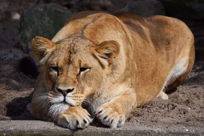 Lioness lying down on the ground
