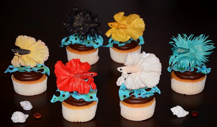 Betta fish cupcakes with chocolate frosting