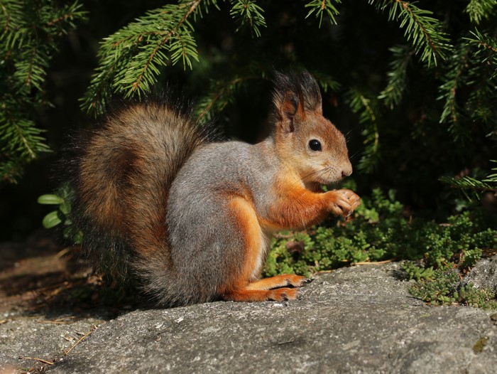 Squirrel on a rock near pine tree