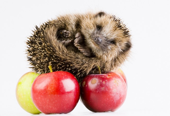 Hedgehog curled up on apples