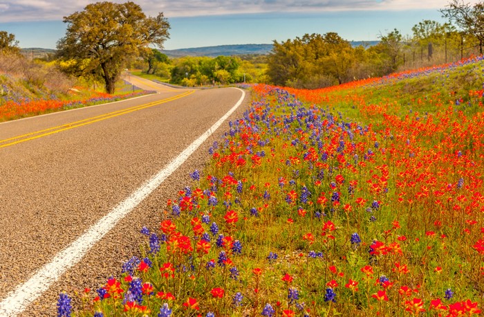 Roadside wildflowers in Texas