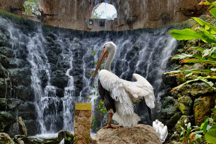 Pelicans at a Waterfall