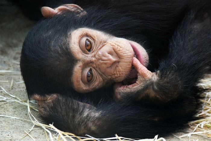 Chimpanzee baby lying on straw and dirt