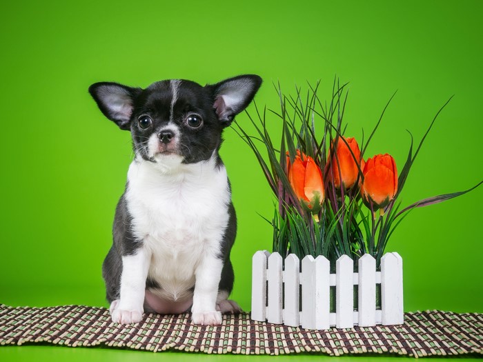 Chihuahua puppy with tulips and fence