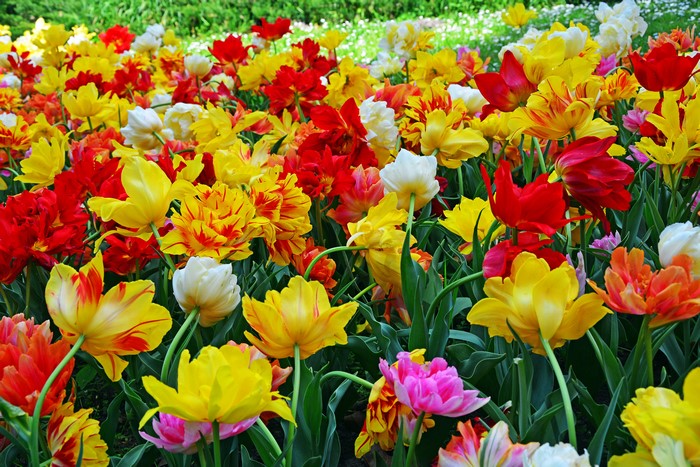 4K Tulips Closeup
